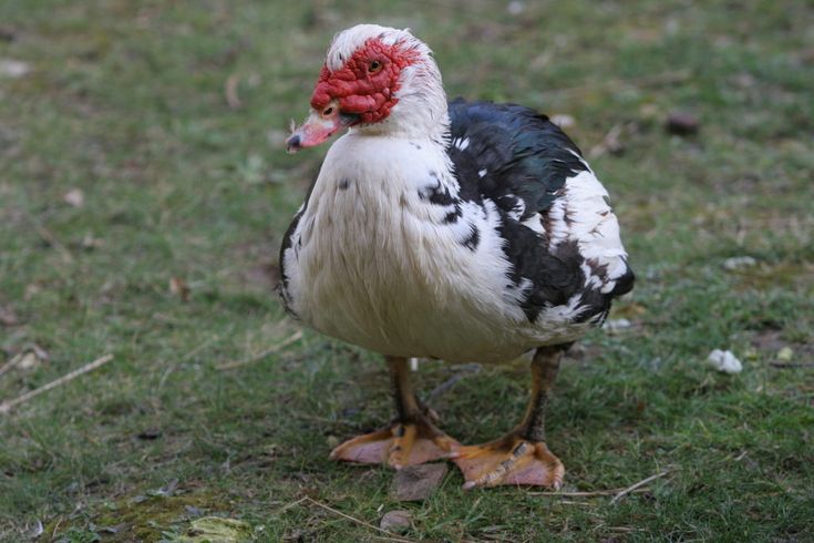 Drake Pekin Duck