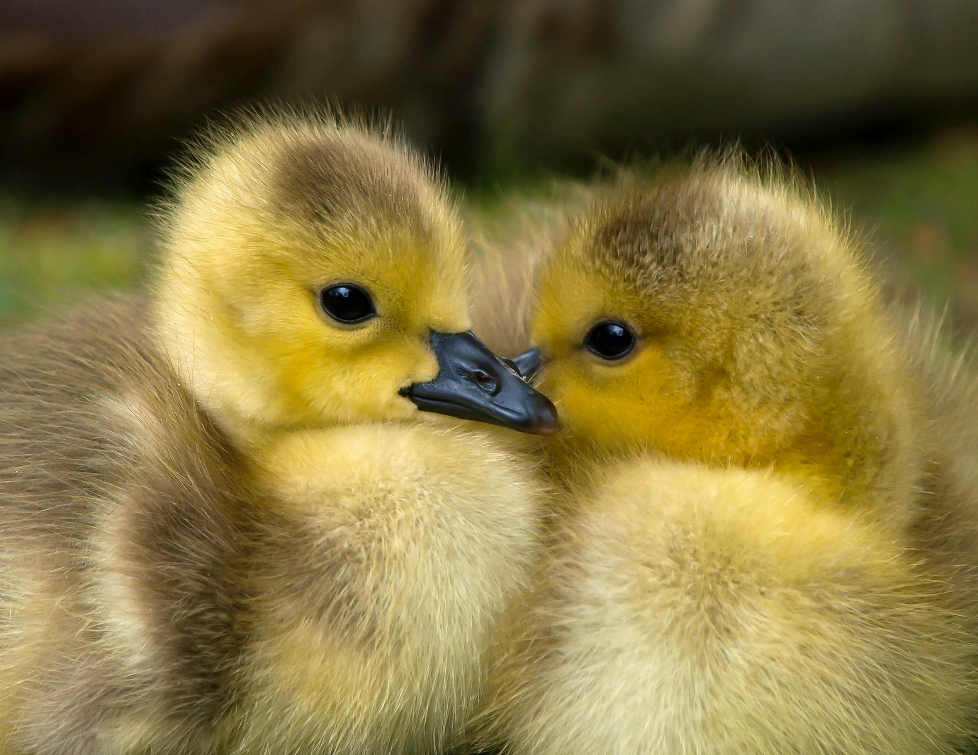 Pekin Ducks